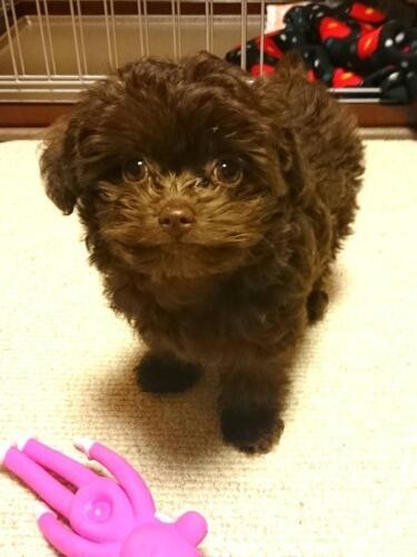 家にきたころの「マシュー」