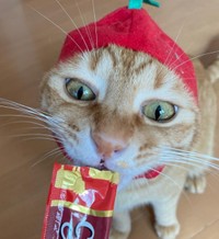 ニコくん（kumiさん提供、Instagramよりキャプチャ撮影）