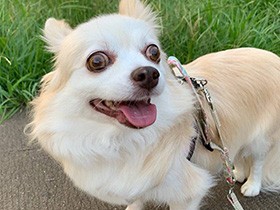 この笑顔が見たいから、早起きだってへっちゃら　チワワ「和奏」