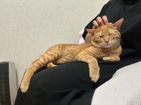 保護されて安心の表情（あんしゃろちょむさん提供）