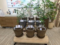 ブルーベリーの苗木も展示 ※筆者撮影