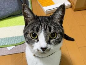 遊んでくれるまでジッと見つめちゃう　キジ白MIX「ラキシス」