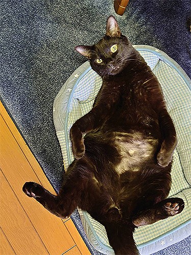 お腹吸われた…病院で剃られた…（みゆきさん提供）