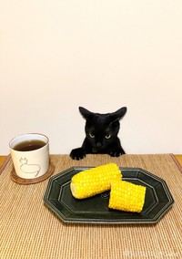 とうもろこしに興味津々なやまとちゃん（提供：yamato houseさん）