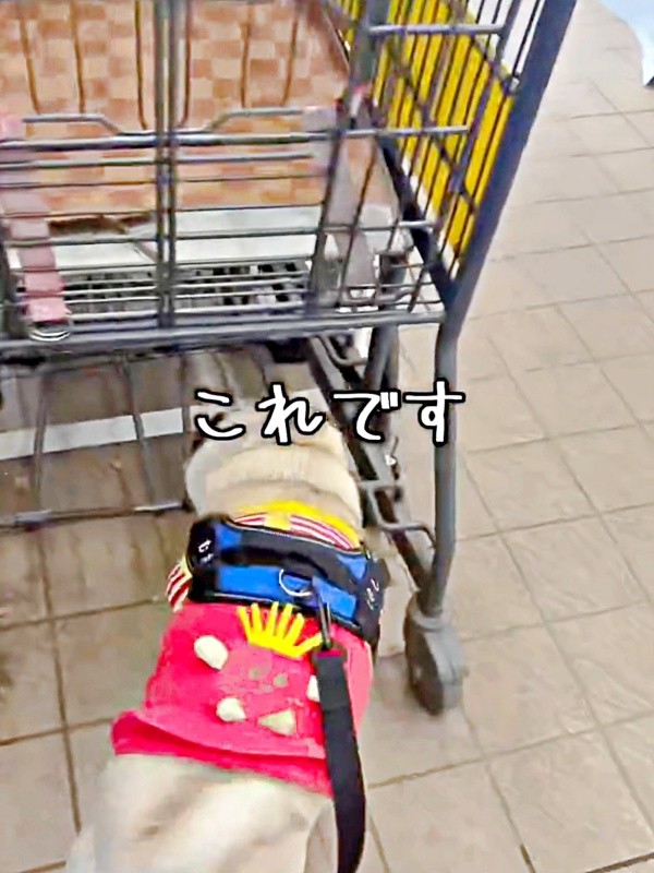 島忠に到着したむさしくん。ペット用カートに一直線！（画像提供：パグのむさしさん）