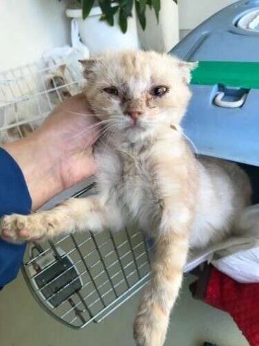 家にきたころの「ムサシ」