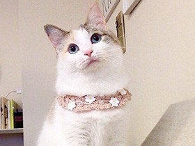 誕生日のお祝いに花柄の首飾りを　青い目の猫「あおい」