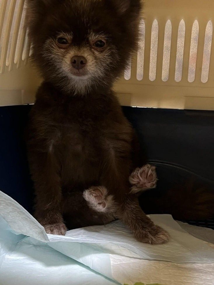 子犬を産むためだけに生かされていた繁殖犬　引退後、迎えられた家で初めて知った「生きる楽しさ」｜まいどなニュース