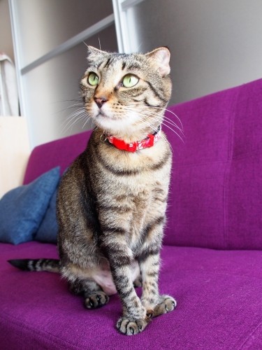 穏やかな性格のさくら