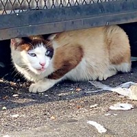 空腹で痩せていたりぶちゃん（画像提供：べじたりあん。さん）