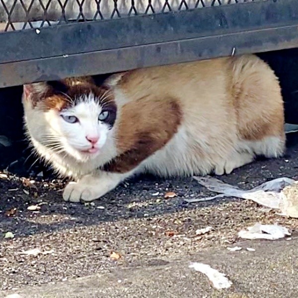 空腹で痩せていたりぶちゃん（画像提供：べじたりあん。さん）