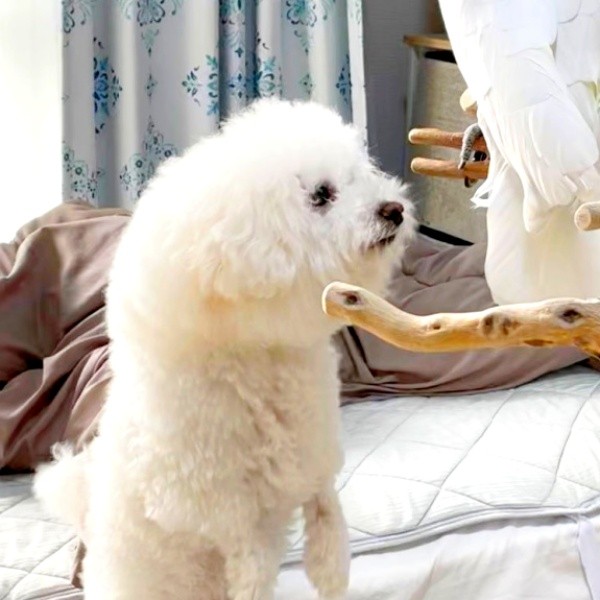 ミルクちゃんがじっと見つめているものは…？（画像提供：ダンシングオウムと監視犬さん）