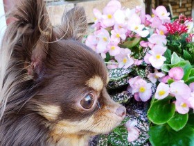 キレイなお花とワタシ、ステキでしょ？　栗色チワワ「マロン」