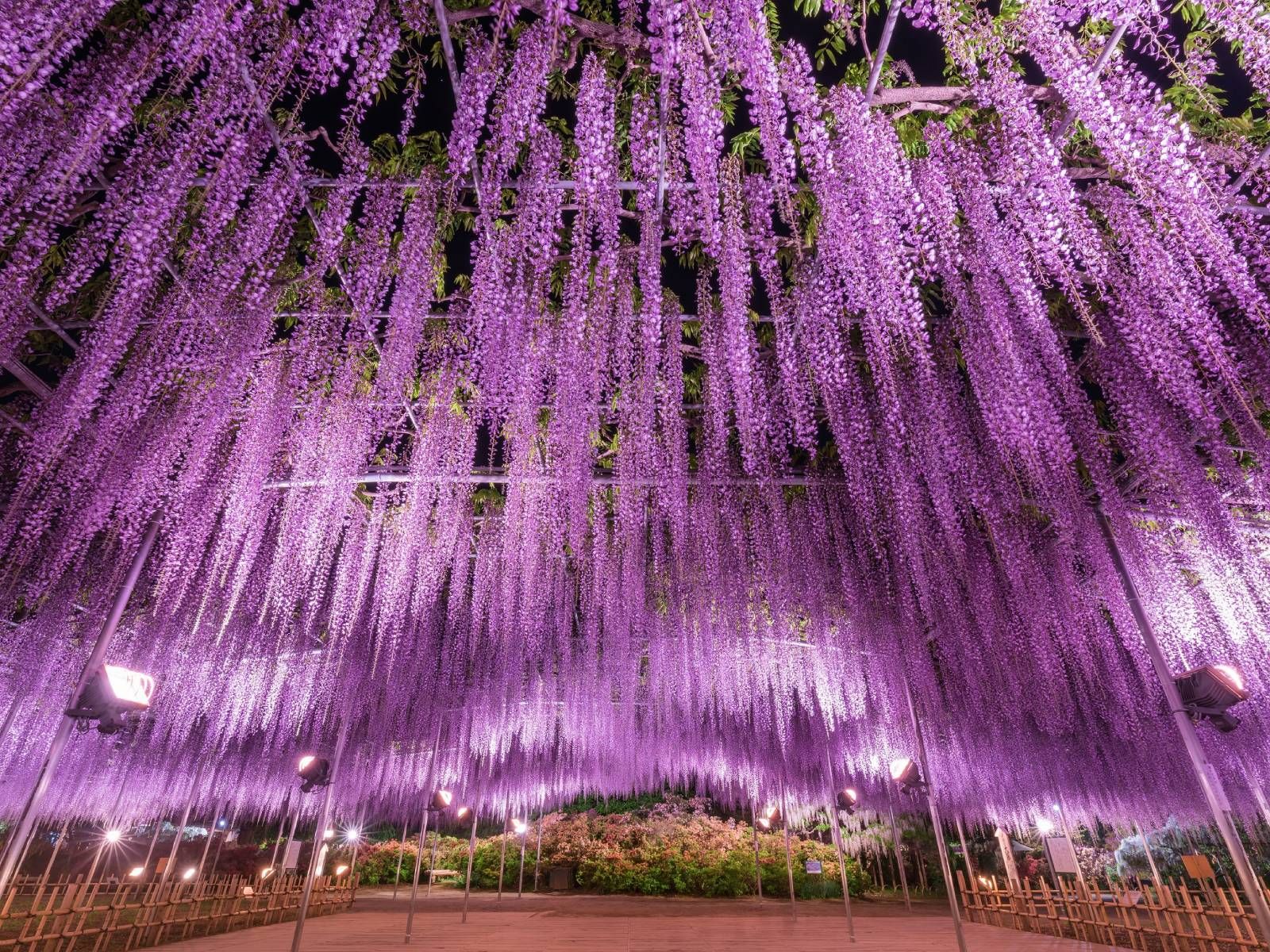 足利 フラワー パーク 藤 開花 状況