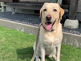 訴えかけるときは瞳がキラキラ　ラブラドールの「ベル」