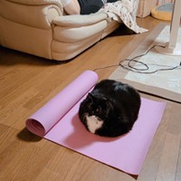 頑として動かない固い決意を感じるソプラノくん（提供：刻ぐるたさん）