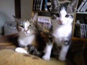 少年になった猫のエンマ　『栄町ビリビリ団』を結成する