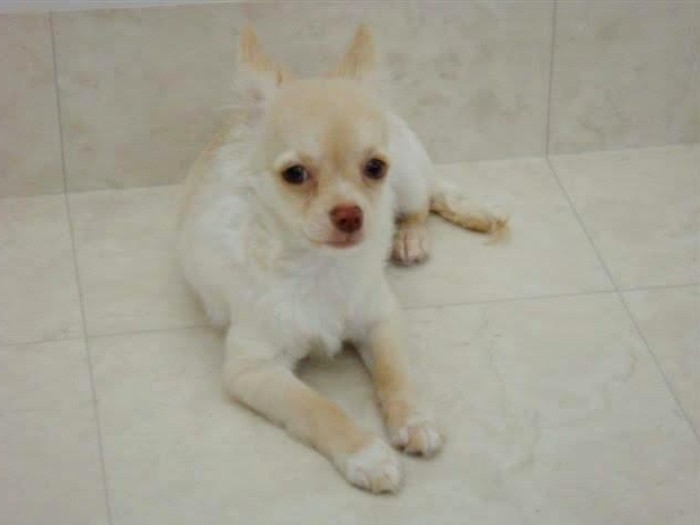 家にきたころの「汰壱」