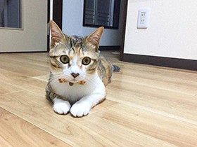 今日は暑いニャ～　お手々をそろえて涼み中のMIX「つくね」　