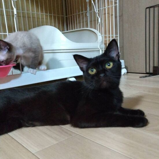 アルくんの初恋相手、美桜（うらら）ちゃん。アリソンと同じ黒猫です（ヘルバ園提供）