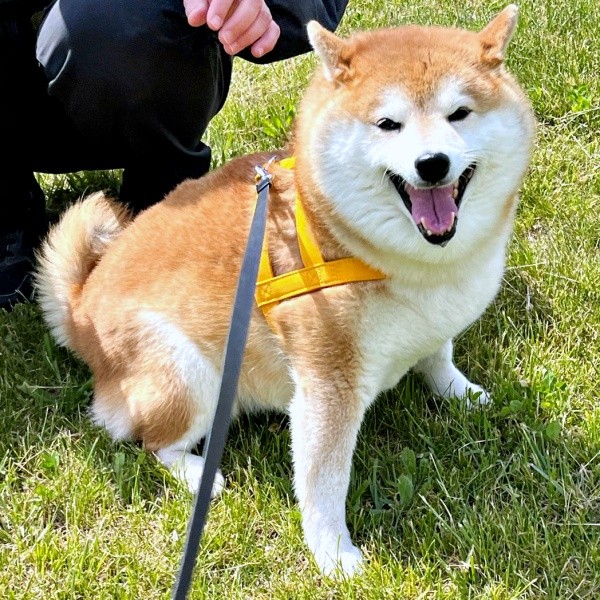 散歩中、「顔がかわいい！」と親子に声をかけられたハルちゃん（画像提供：柴犬ハルさん）