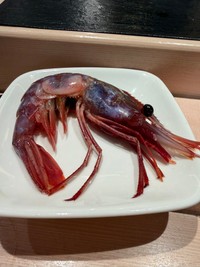 幻のエビ「ラウスブドウエビ」（Yosisyunさん提供）