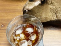 グラスの表面の水滴を舐めるクウちゃん（画像提供：Daiさん）