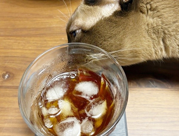 グラスの表面の水滴を舐めるクウちゃん（画像提供：Daiさん）