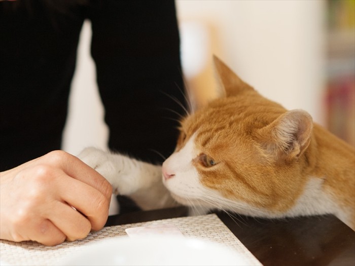 「挨拶はこぶしを合わせるフィストバンプだね」（小林写函撮影）