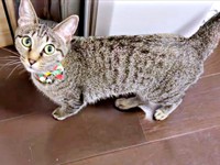 見上げる瞳が愛らしいかえでちゃん（画像提供：琥みっちゃきぃ@保護猫さん）