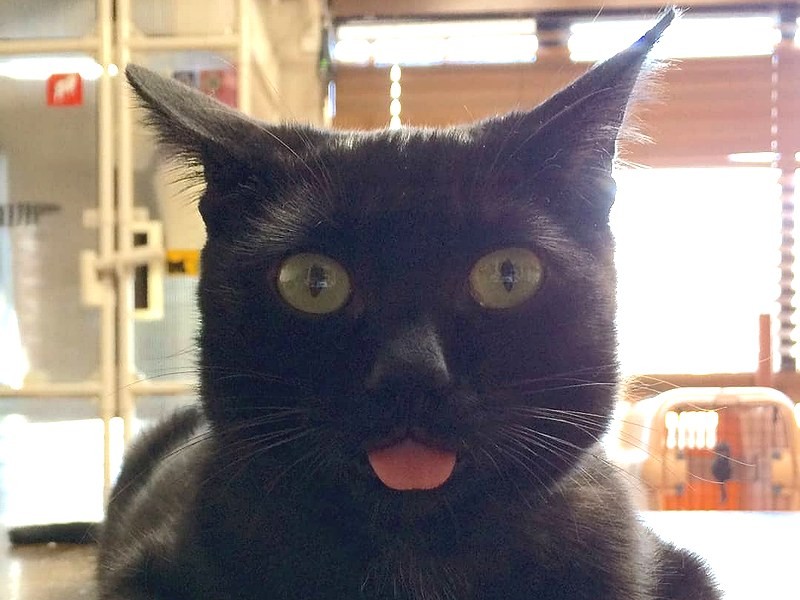 何か話しだしそうな表情