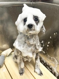 泡の妖精！？ シャンプー中のエマちゃん（画像提供：エマです！さん）