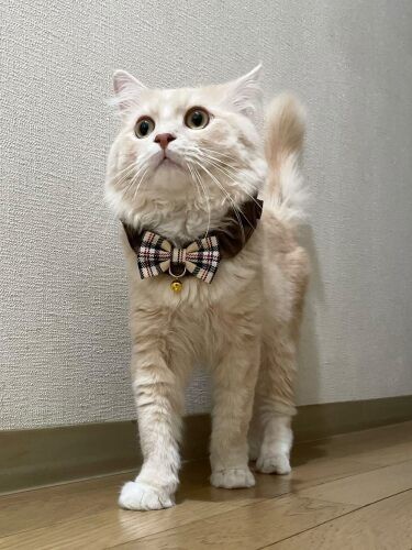 家にきたころの「心太郎（こたろう）」