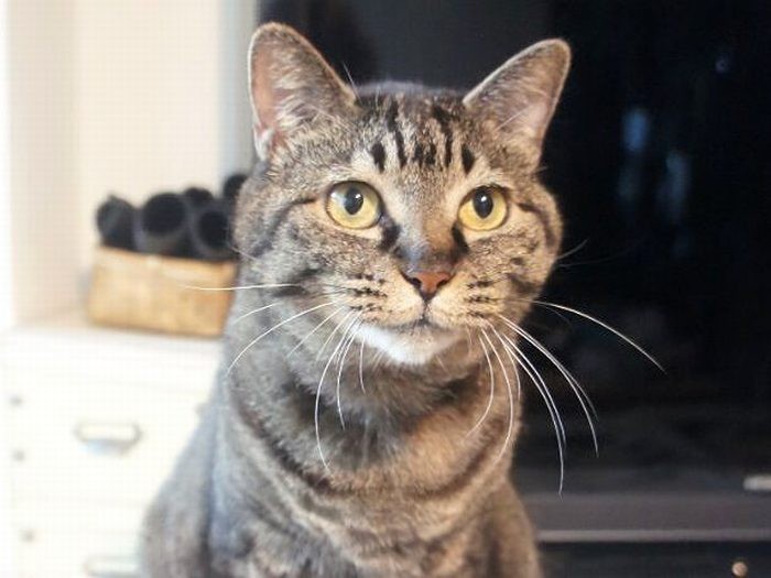 赤ちゃんが来て、活発になったモモ