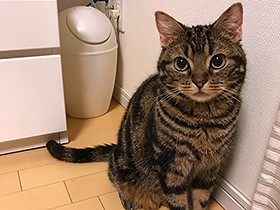 おすわり、おて、まて…　みんな出来るアメショのｊｏｙ