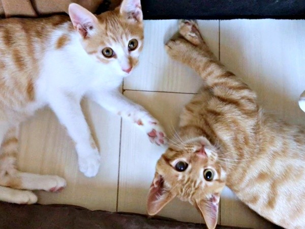 初めて会ったときから打ち解けた（左から）キナコくん、ツナくん（画像提供：mmさん）