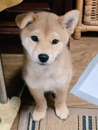 片耳だけ、ぺたん　画像提供／犬さん