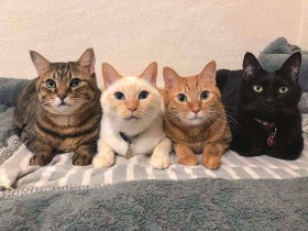 けがした成猫を我が家に迎え、仲良しトリオがカルテットに　性格はそれぞれ