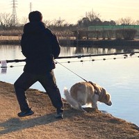 「突然飛び込もうとするので油断ならない」。真冬でも「水」を見れば入らずにはいられない…それがゴールデンレトリーバー！（画像提供：たびぼんボダ＆ゴルさん）