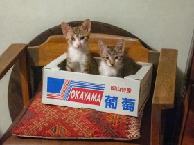 新入りの子猫２匹　取っ組み合っていたかと思えばポトッと寝落ち、夜中は大運動会
