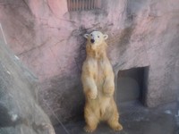 久しぶりに外へ出た母ポーラ。慎重な性格で「蒸かしたサツマイモ」が大好き（提供＝仙台市八木山動物公園）