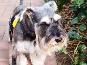 散歩は決まったルートを歩きたいワン！ ミニチュア・シュナウザー「Beard」