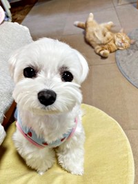 犬猫らしさにクスッ！ （奥）きーすけくん、（手前）ポッケちゃん（画像提供：ポッケちゃん）