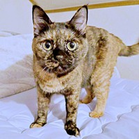 甘えん坊に成長したまるちゃん（画像提供：しろくまですよ。さん）