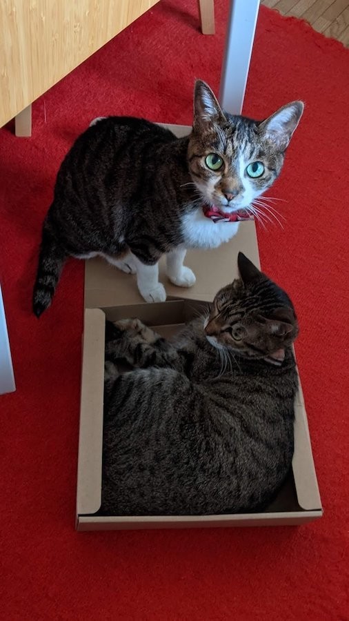 姉御なモコスちゃんと箱入りタコスちゃん（提供：いきさん さん）