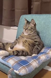 「このドラマ、面白いなぁ」（提供：にゃんてこった。さん）