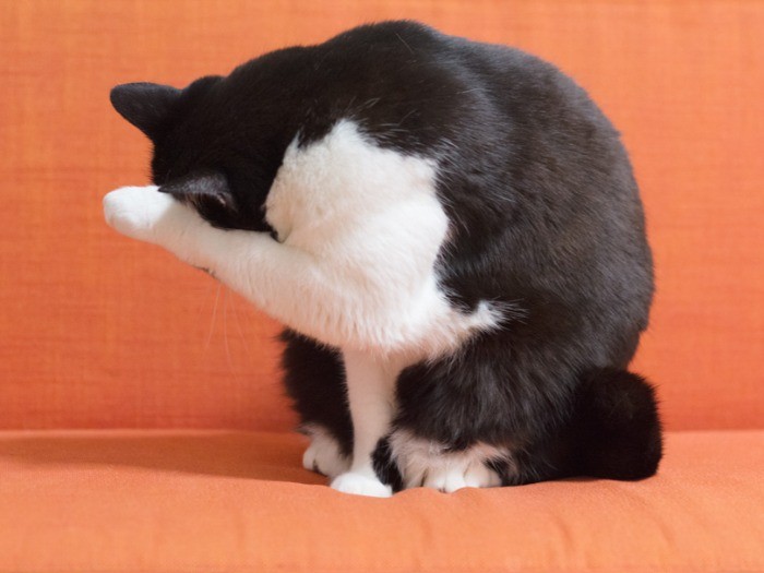 毛づくろい中（小林写函撮影）