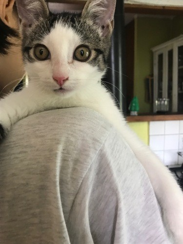 自動車工場生まれのジージョ。現在２歳