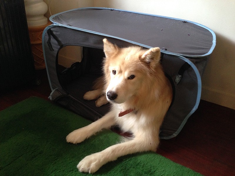 いつもの定位置のタケ