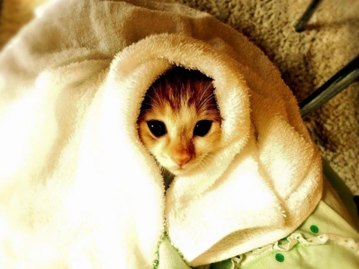 捨てられていた子猫ちゃん。アニドネスタッフに保護されました。今では家族を見つけ幸せに暮らしています